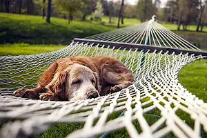 Успокаивающая собака спит на гамаке на свежем воздухе в парке с зелёной травой и деревьями.