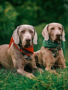 Где можно отдохнуть с собакой в Подмосковье
