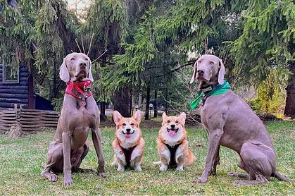 База отдыха в Подмосковье с собакой