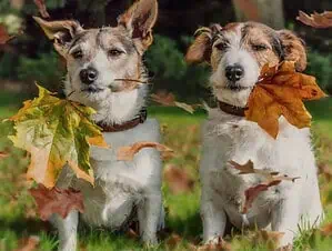 Отдых с животными в Московской области