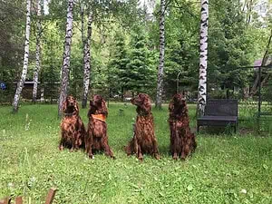 Отдых в Подмосковье с домашними животными