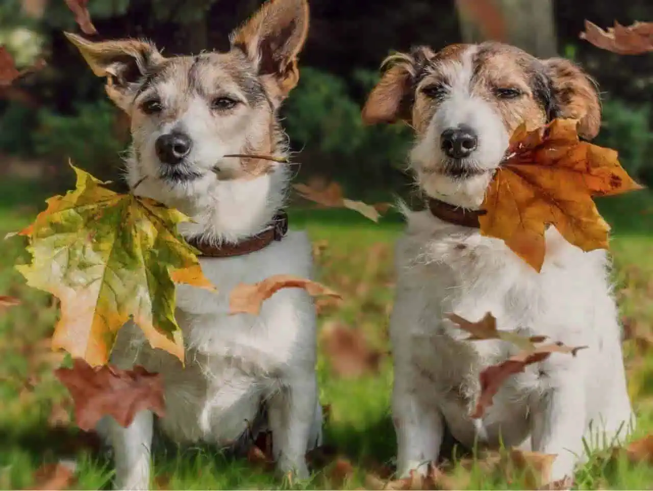 База отдыха в Подмосковье с животными