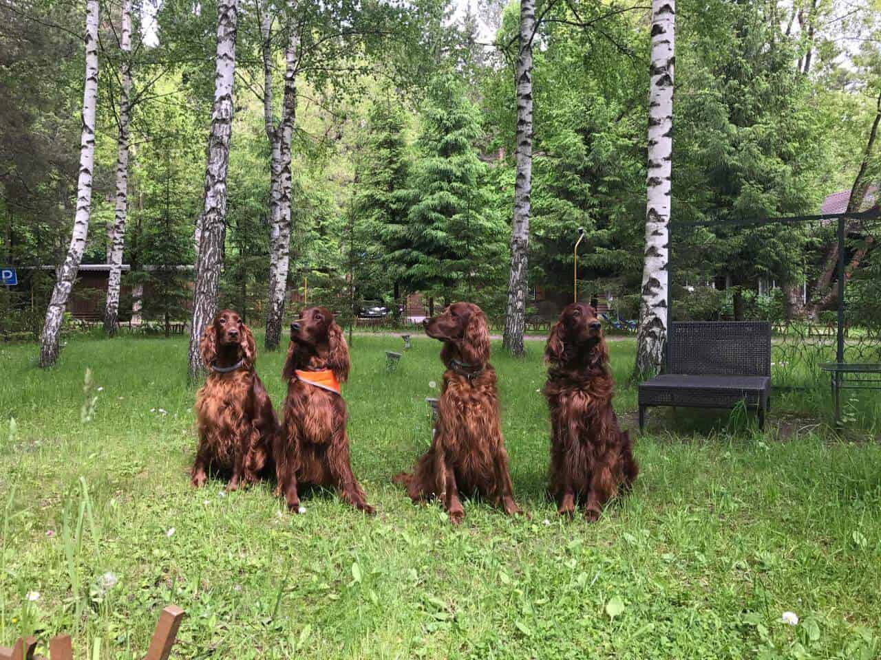 Дом отдыха с животными в Подмосковье