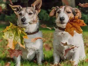 Дом отдыха с животными в Подмосковье