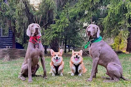 Дом отдыха с животными в Подмосковье