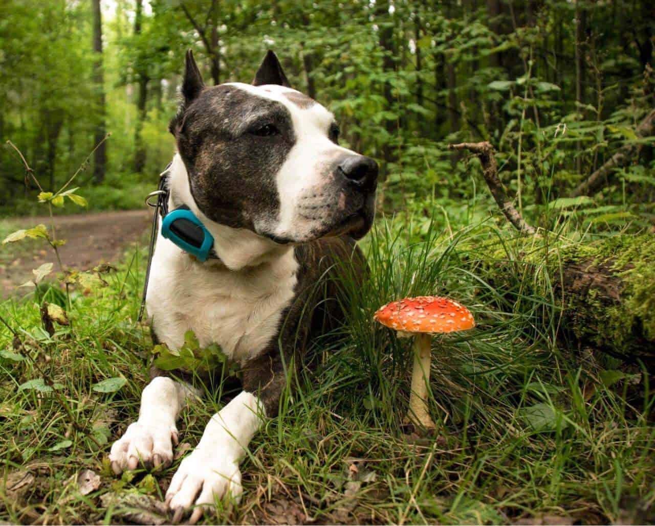 С домашними животными