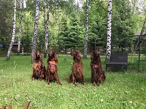 С домашними животными