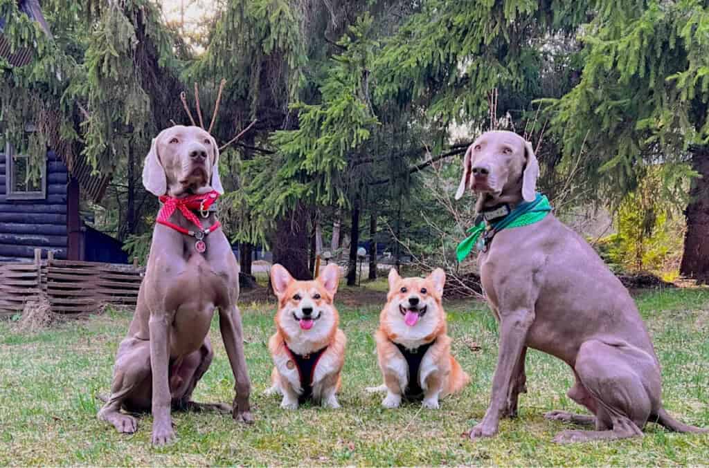Отель в Подмосковье с собакой крупной породы — pet-friendly размещение и отдых